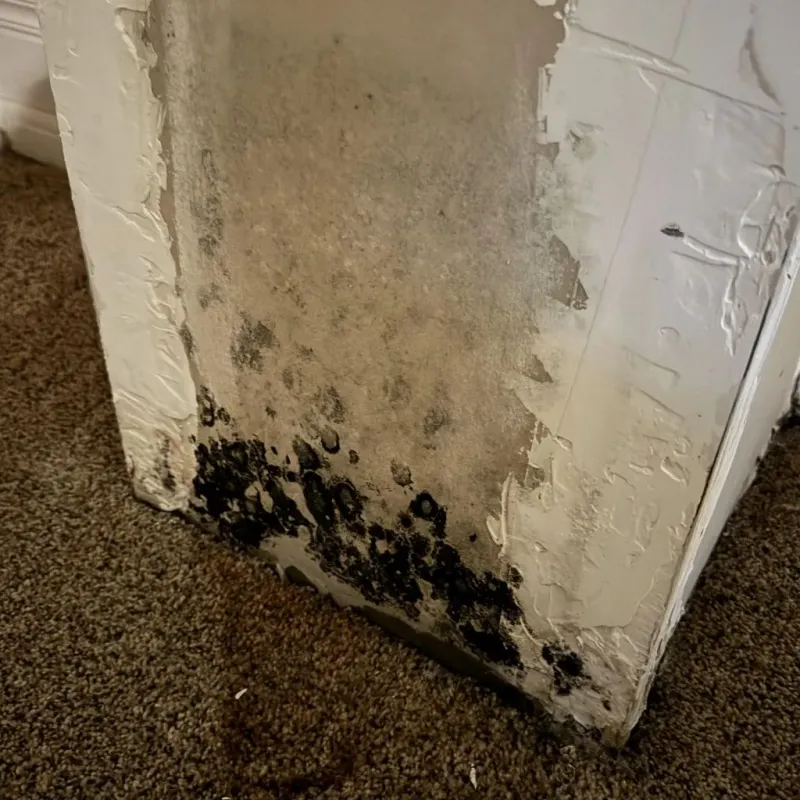 Professional Mold Removal in Ashland, NE